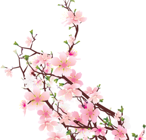 Cherry Blossom Transparent