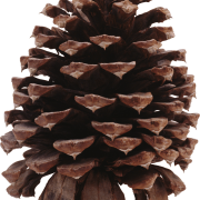 Christmas Conifer Cone PNG Clipart
