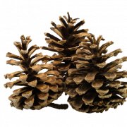 Christmas Conifer Cone PNG Cutout