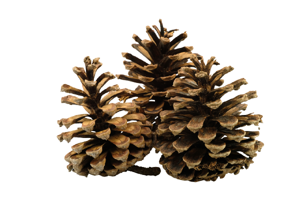 Christmas Conifer Cone PNG Cutout