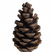 Christmas Conifer Cone PNG Free Image