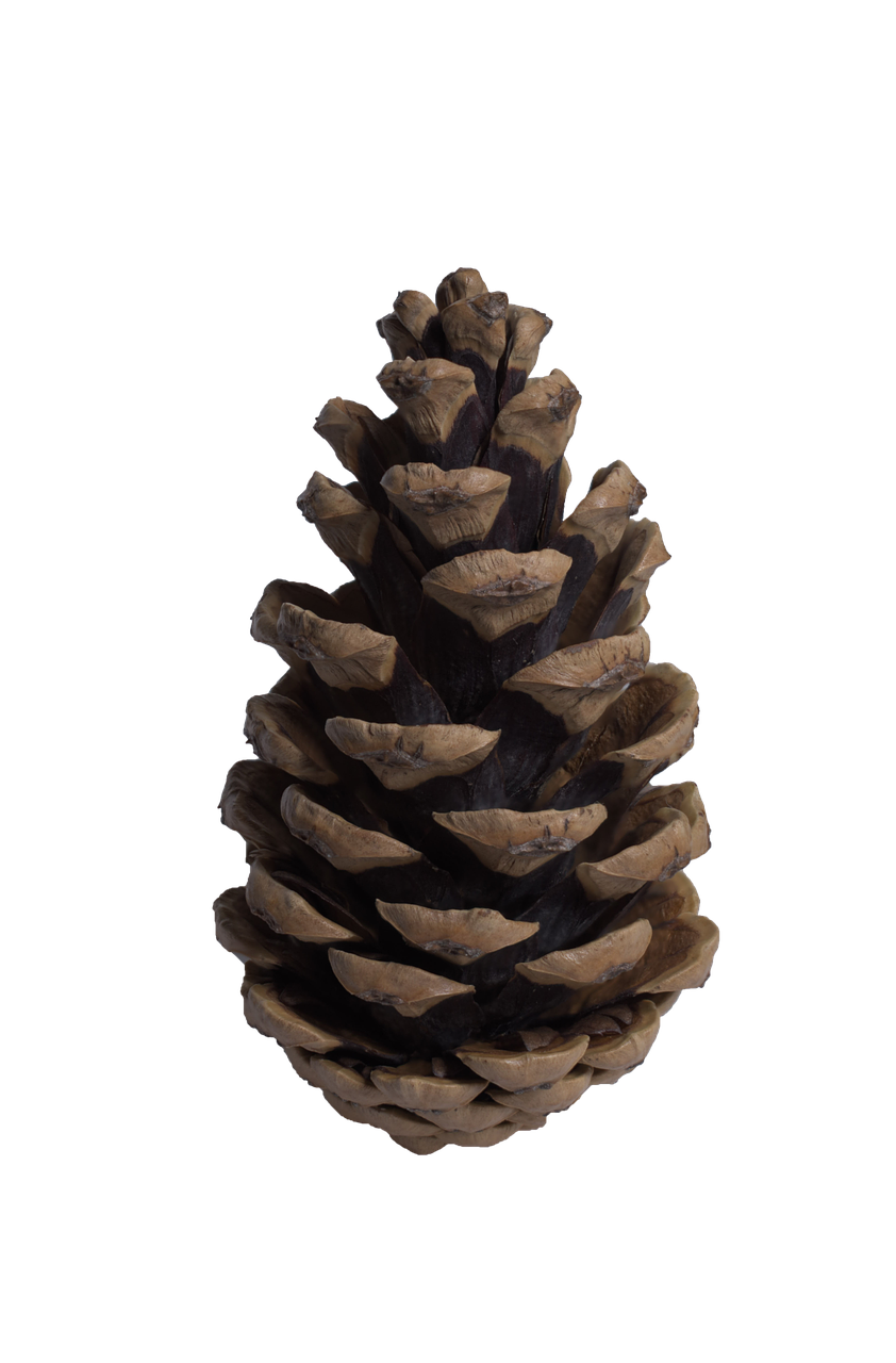 Christmas Conifer Cone PNG Free Image