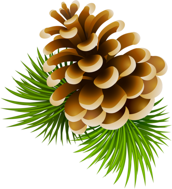 Christmas Conifer Cone PNG Image File
