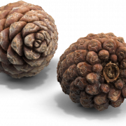 Christmas Conifer Cone PNG Image HD