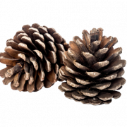 Christmas Conifer Cone PNG Images