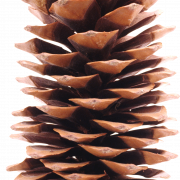 Christmas Conifer Cone PNG Images HD