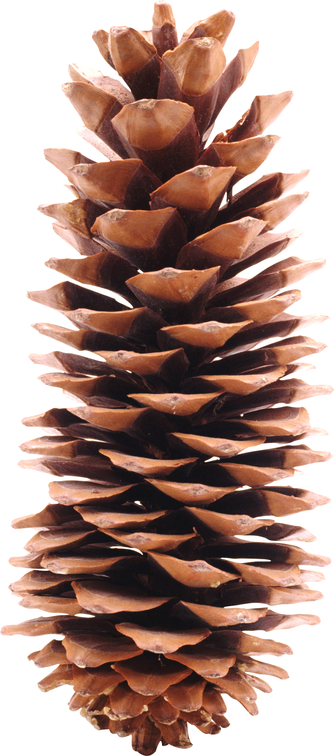Christmas Conifer Cone PNG Images HD