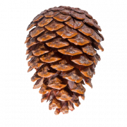 Christmas Conifer Cone PNG Photos