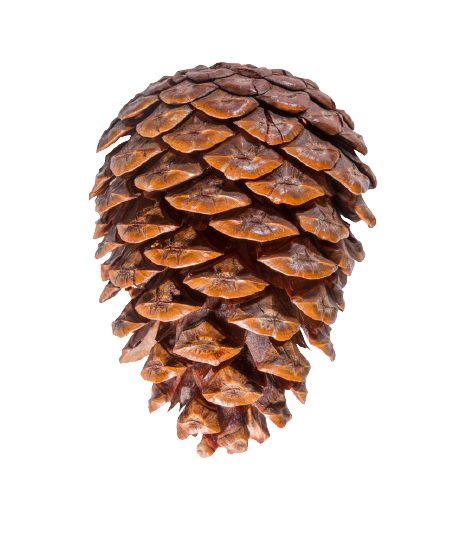 Christmas Conifer Cone PNG Photos