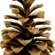 Christmas Conifer Cone PNG Picture