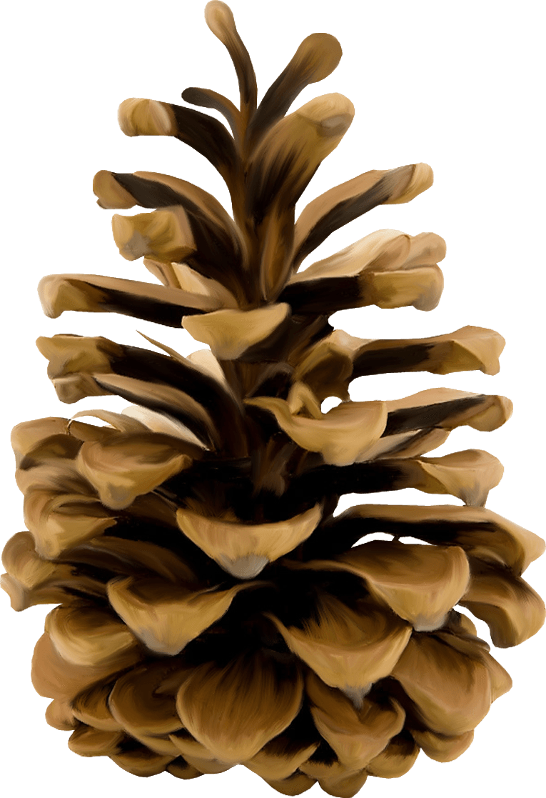 Christmas Conifer Cone PNG Picture