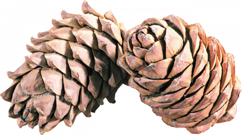 Christmas Conifer Cone PNG
