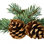 Christmas Conifer Cone Transparent