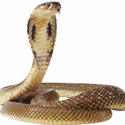 Animal cobra