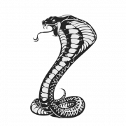 Cobra Animal PNG