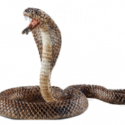 Cobra Animal PNG Image