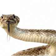 Cobra Animal PNG Picture