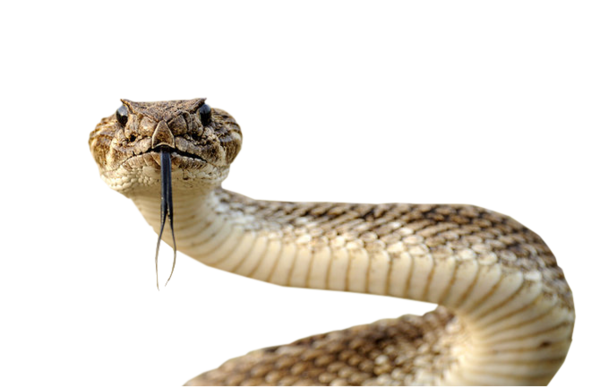 Cobra Animal PNG Picture