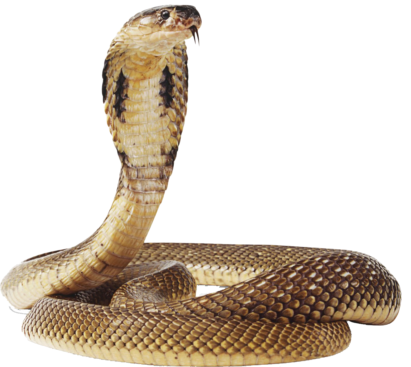 Cobra Animal