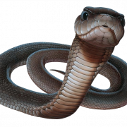 Cobra sans arrière-plan