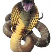Cobra PNG Picture