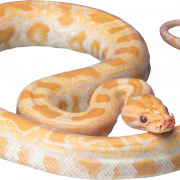 Cobra Snake PNG Clipart