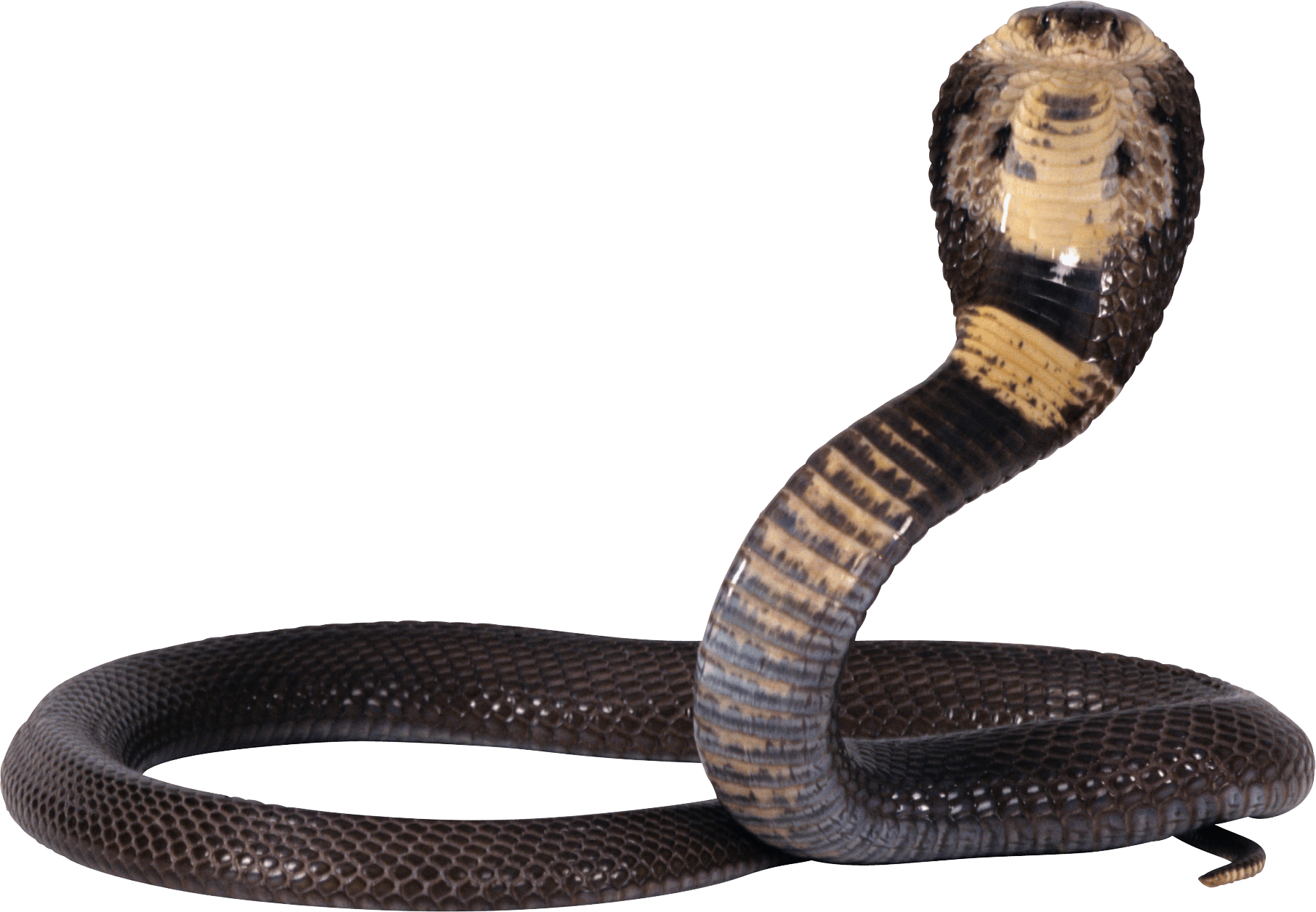 Découpe png de serpent cobra
