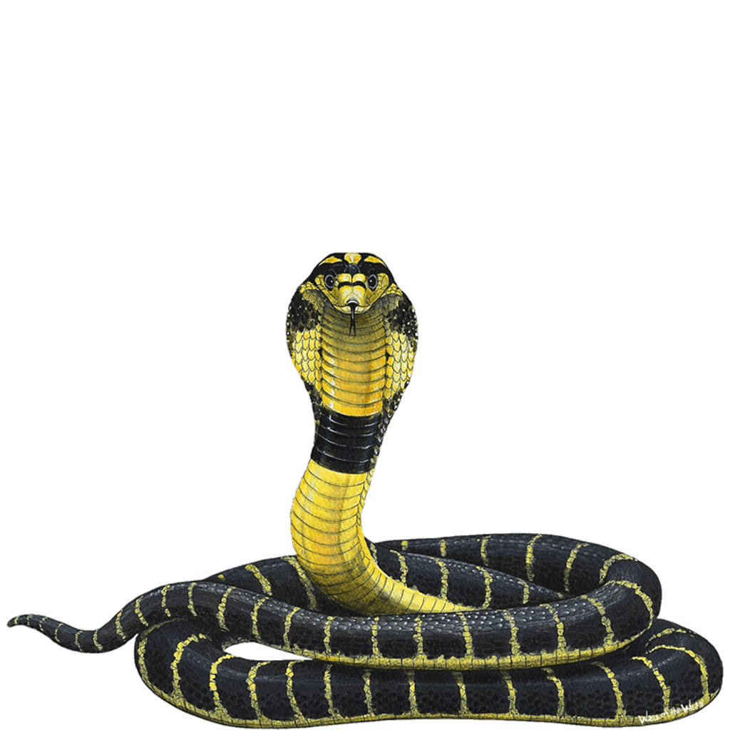 Cobra Snake PNG HD Image