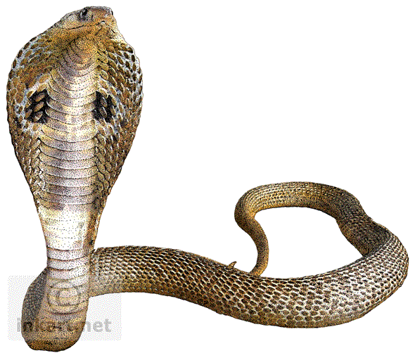 Cobra Snake PNG Image