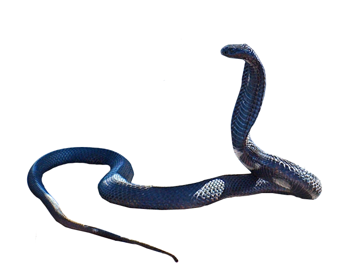 Cobra Snake PNG Photo