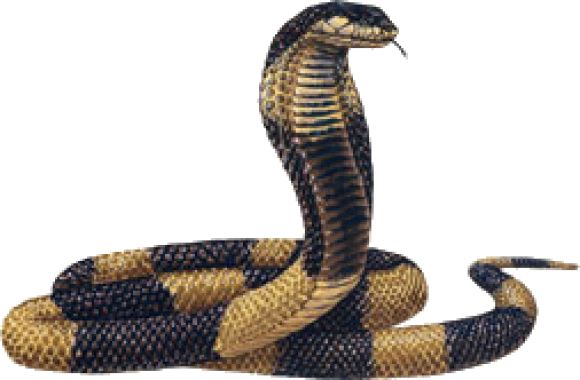 Cobra Snake PNG