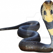 Cobra Snake Transparent