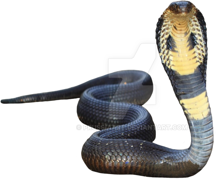 Cobra Schlange transparent