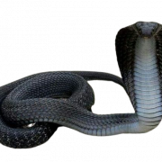 Cobra Viper PNG Photo