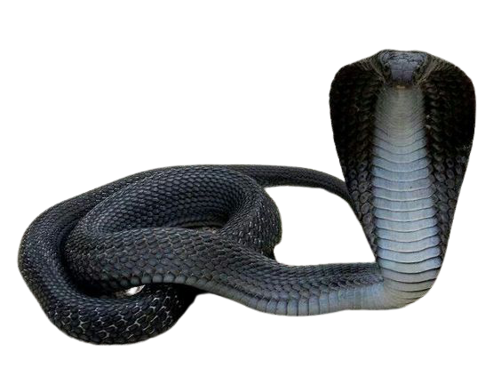 Cobra Viper PNG Photo