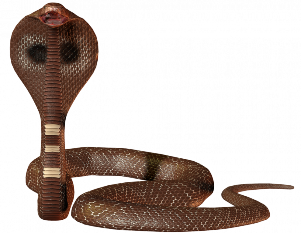 Cobra Viper PNG Pic