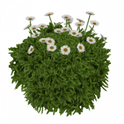 Common Daisy Background PNG