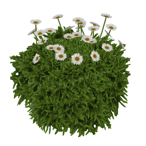 Common Daisy Background PNG
