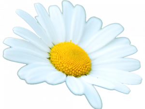 Common Daisy PNG Background
