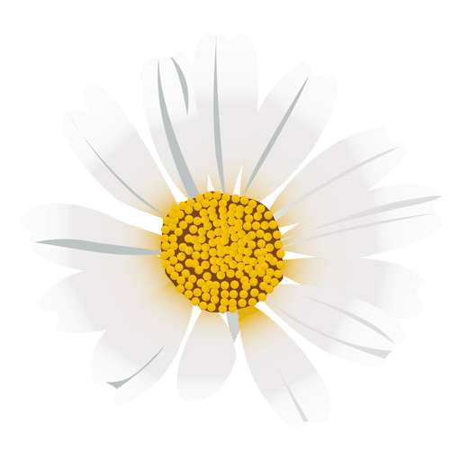 Common Daisy PNG Clipart