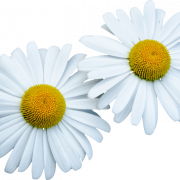 Common Daisy PNG Cutout