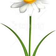 Common Daisy PNG File