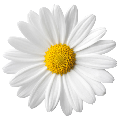 Common Daisy PNG HD Image
