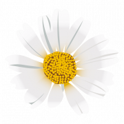 Common Daisy PNG Image