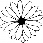 Common Daisy PNG Image File