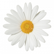 Common Daisy PNG Image HD