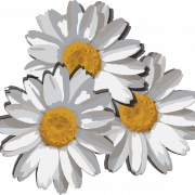 Common Daisy PNG Images HD