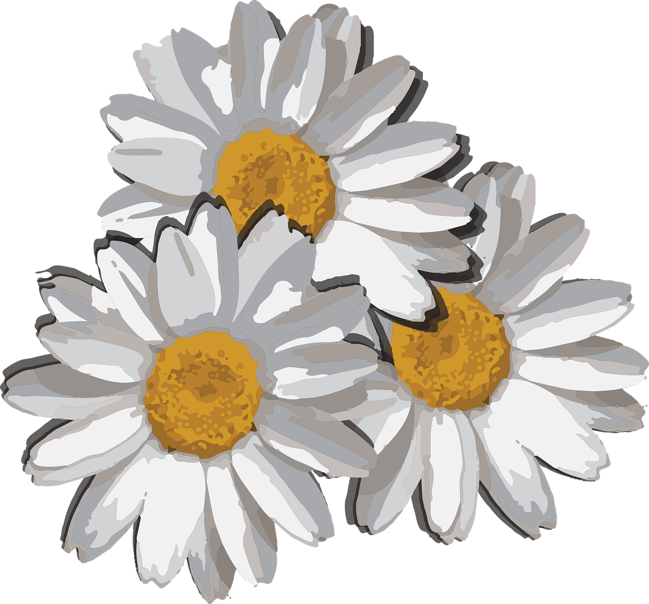 Common Daisy PNG Images HD