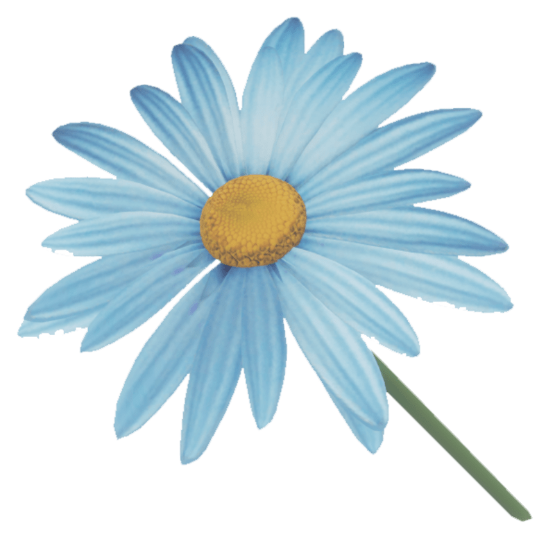 Common Daisy PNG Images