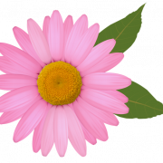 Common Daisy PNG Photo
